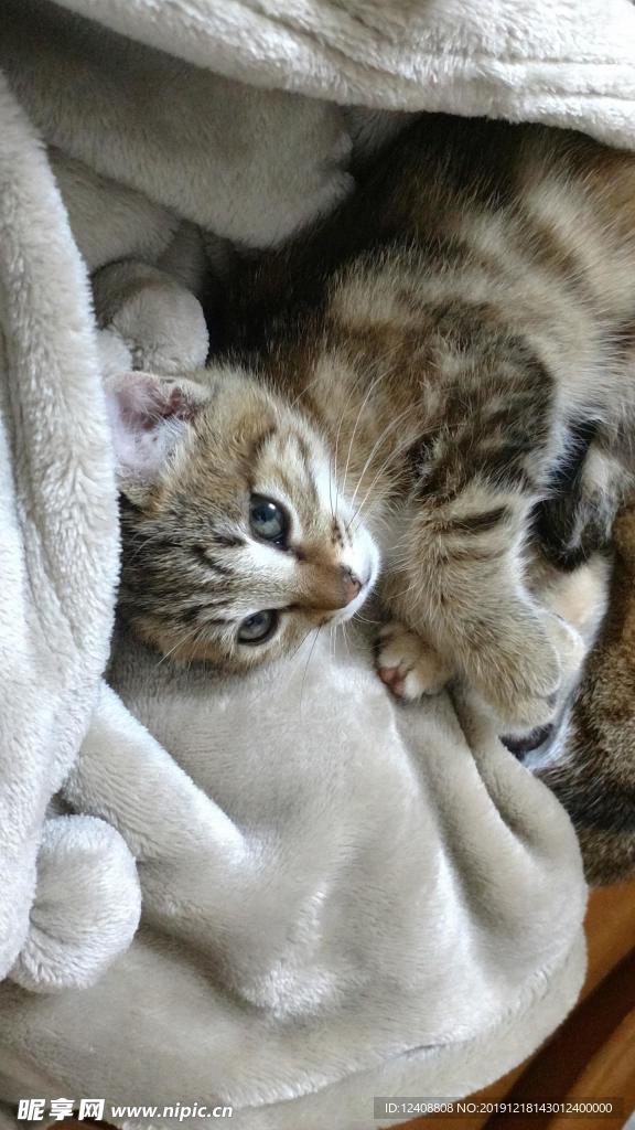 小猫