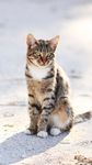 家猫