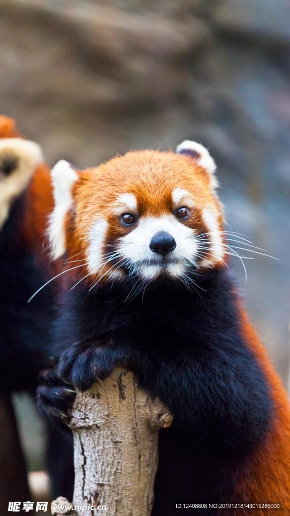 小浣熊