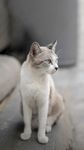 小猫