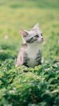 小猫
