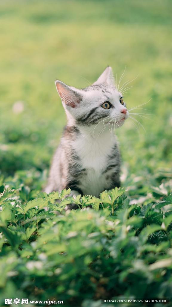 小猫