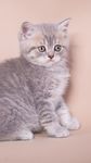 小猫