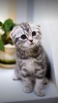 折耳猫