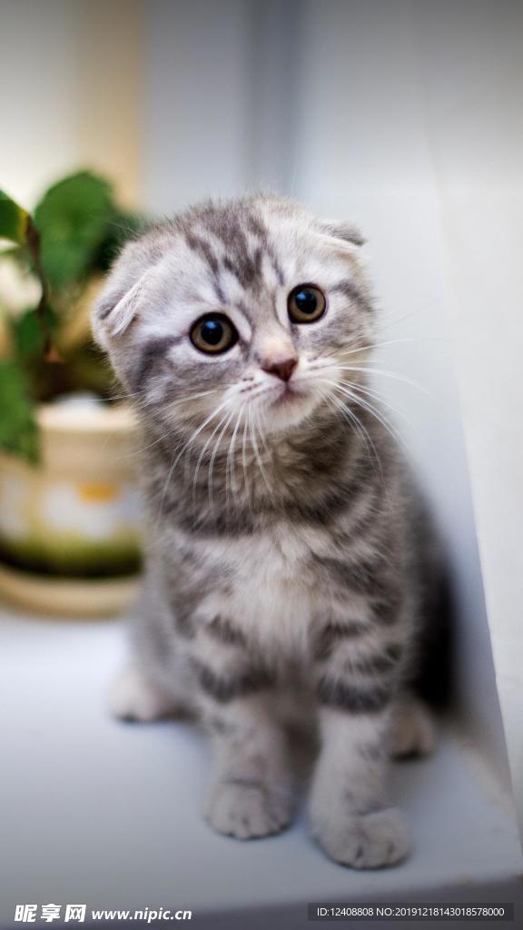 折耳猫