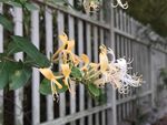 金银花