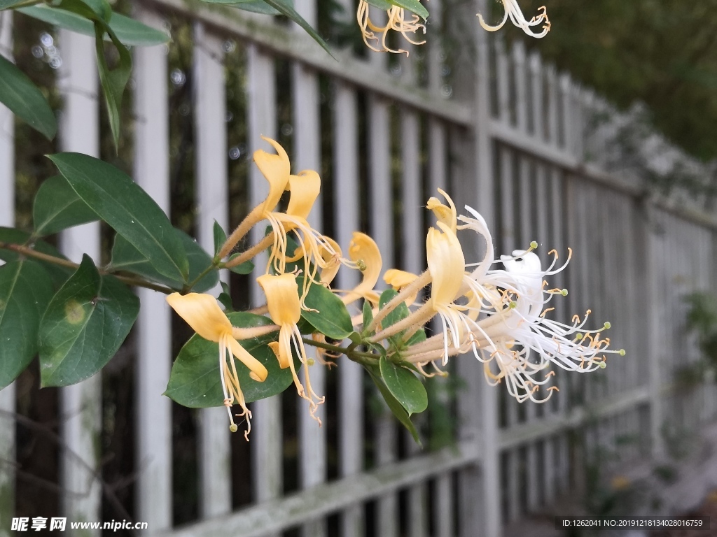 金银花