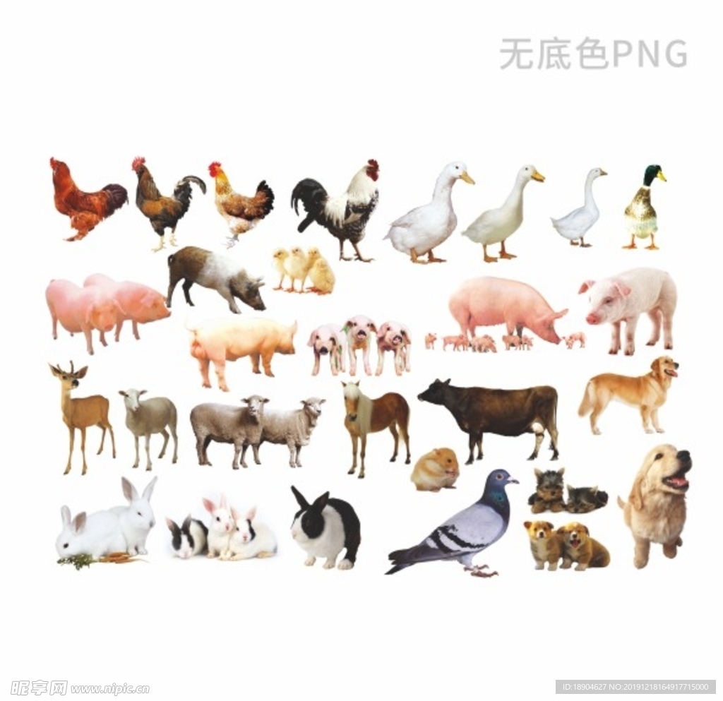 家禽 鸡 鸭 鹅 狗 牛 动物