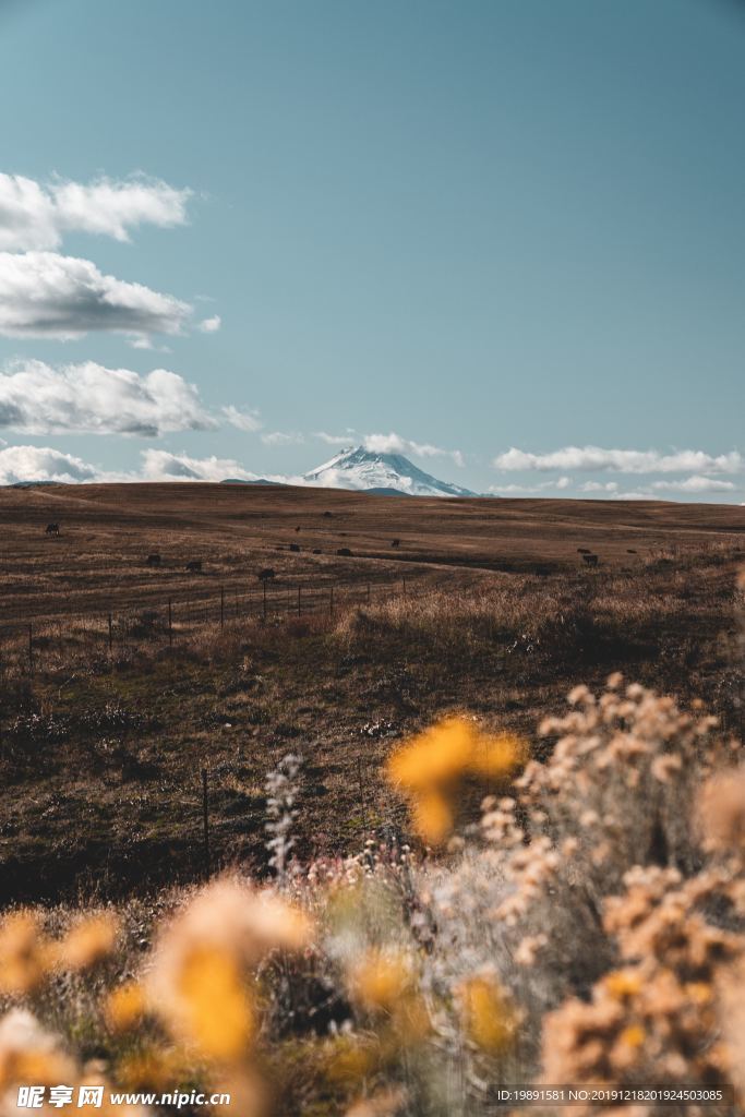 风景