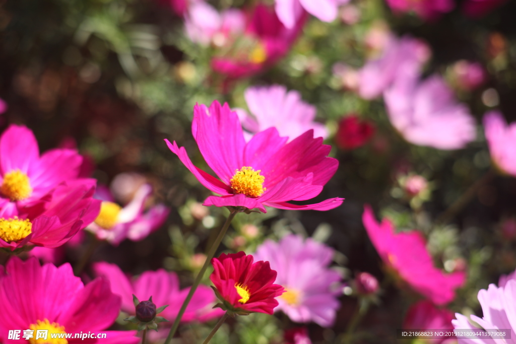 格桑花海