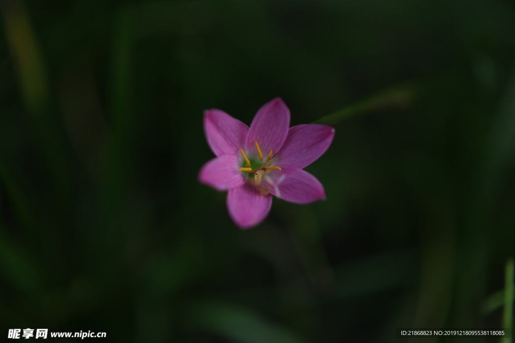 微距小花