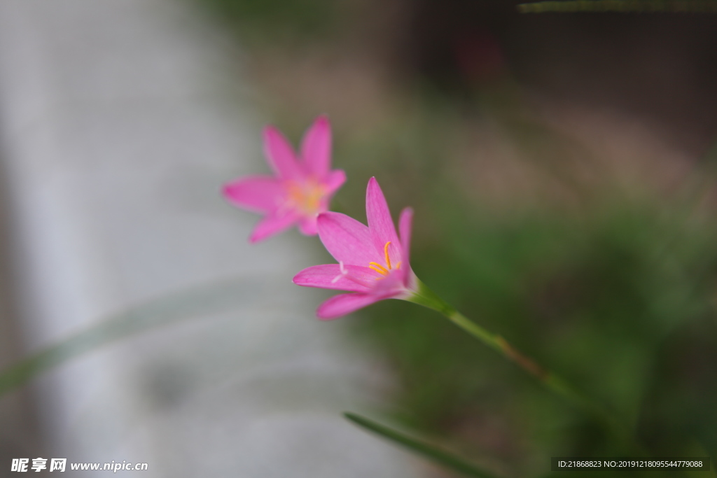 微距小花