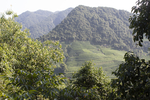 茶山远景杭州龙井山