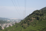 茶山远景杭州龙井山