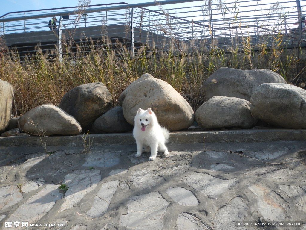 银狐犬