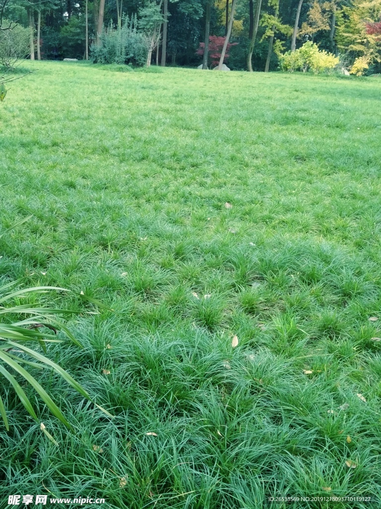 草地 草坪 绿草 绿色 围挡