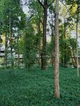 树木 户外 公园 自然 景观