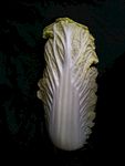 白菜叶 大白菜 奶白菜 火锅菜