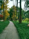 公园石板路 石头路 绿色 秋天