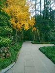 公园石板路 石头路 绿色 秋天