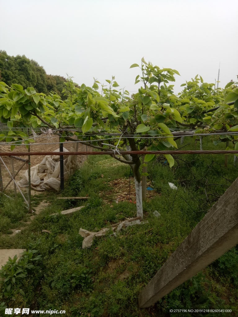 田园风景
