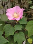 花朵