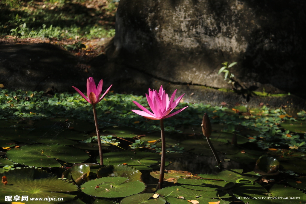 花