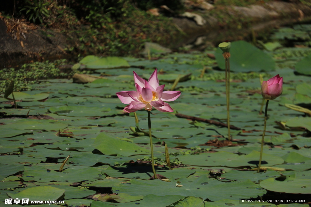 花