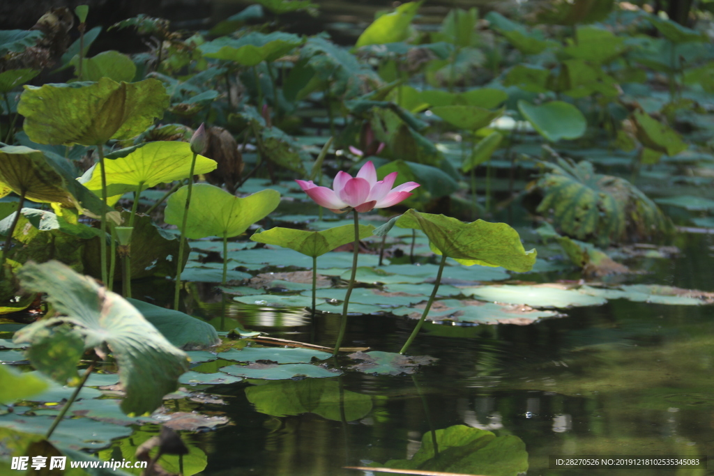 花