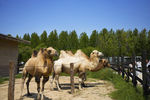 骆驼 动物园 摄影 野生动物
