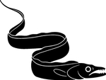 海洋生物系列 带鱼
