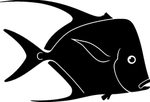 海洋生物系列 海鱼