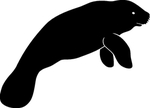 海洋生物系列 海豹