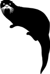 海洋生物系列 海豹
