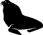 海洋生物系列 海狮