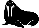 海洋生物系列 海象