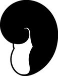 海洋生物系列 海螺