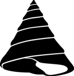 海洋生物系列 海螺