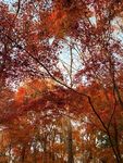 秋天园林里的枫叶树林