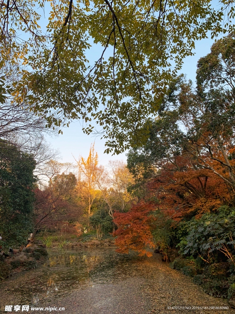 秋天多彩的河边树林