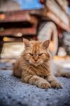 一只凶凶的黄猫