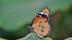 蝴蝶