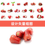 莲雾矢量图