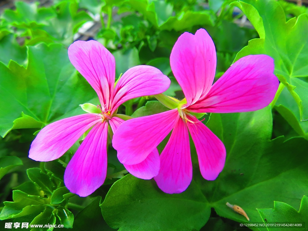 天竺葵鲜花