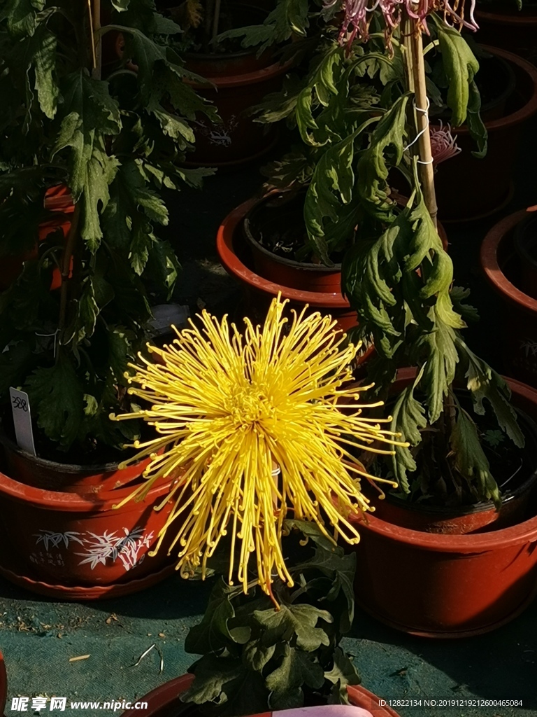 菊花