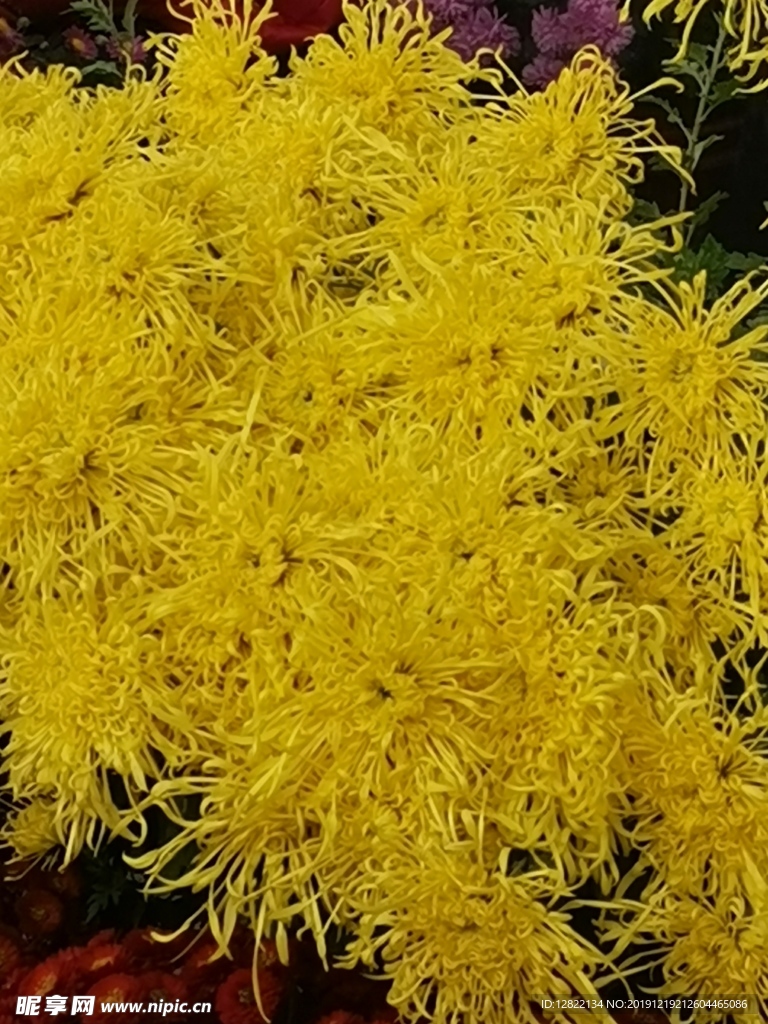 菊花