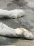 爪子