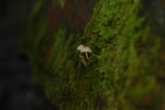 白色蘑菇青苔背景植物