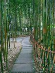 杜甫草堂 竹林 竹子 石板路