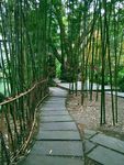 杜甫草堂 竹林 竹子 石板路